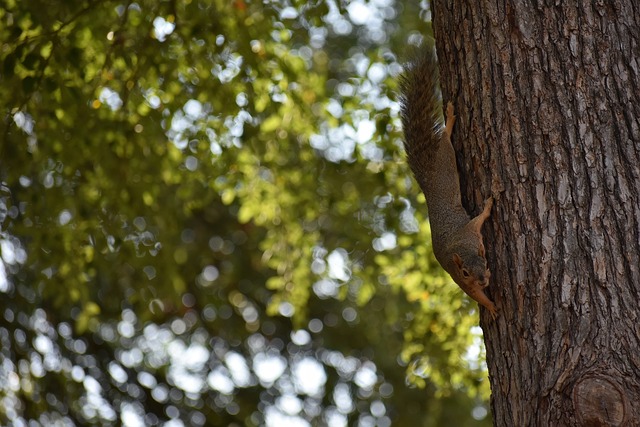 两支球队总 两支球队总